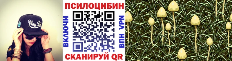 Псилоцибиновые грибы Psilocybine cubensis Купить закладки Вязьма
